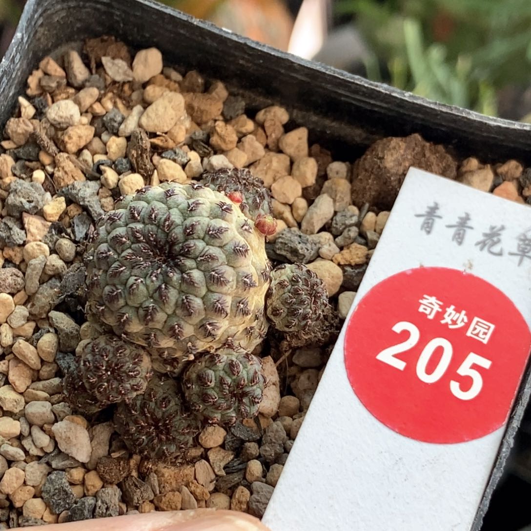自根紫丽丸群一颗