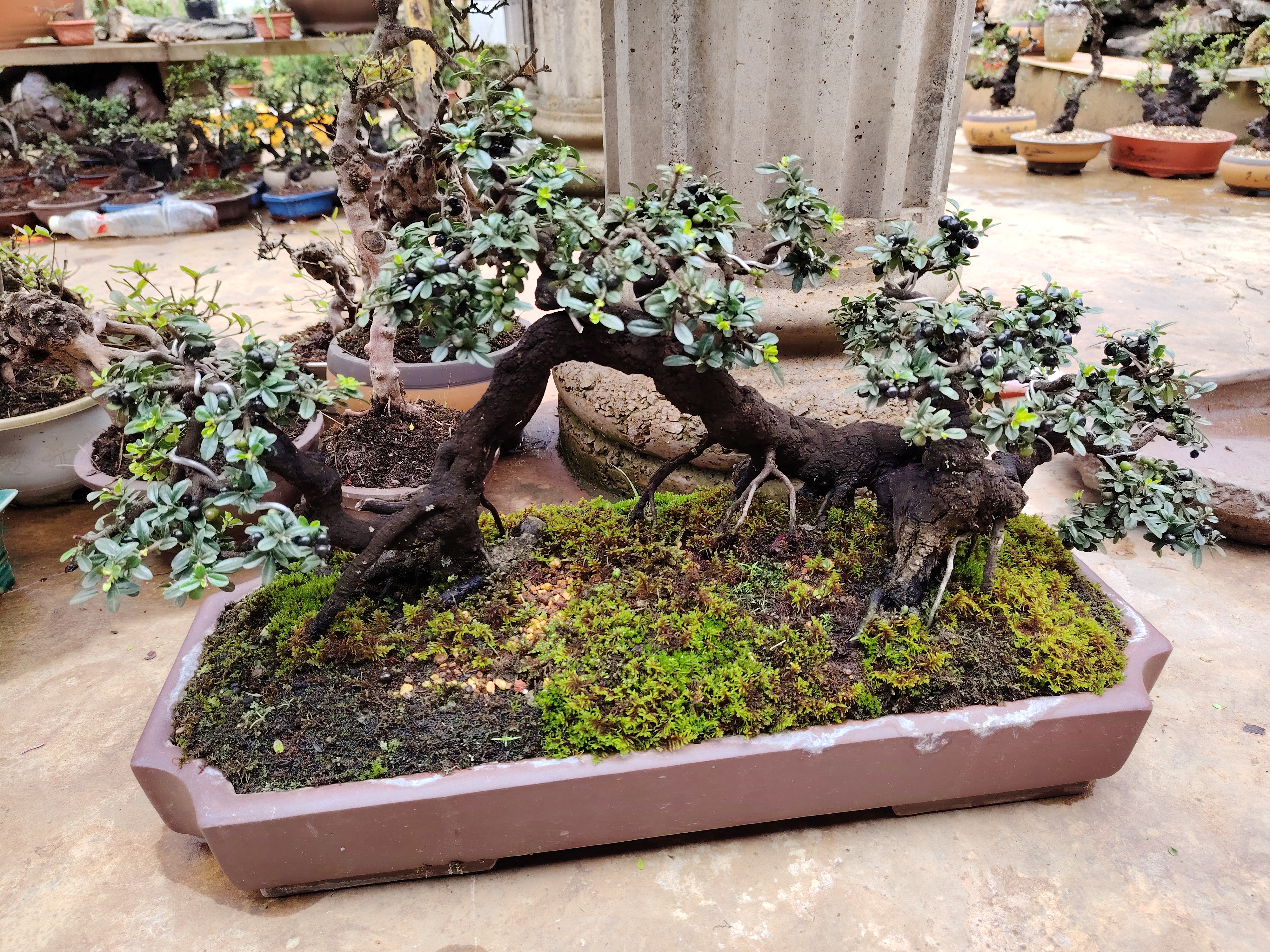 小黑刺铁马鞭高端