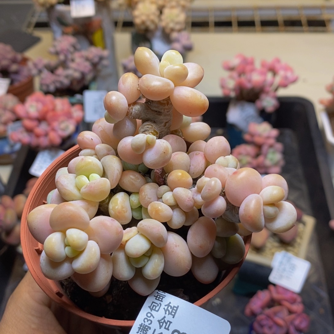 香水洛神168/9c m