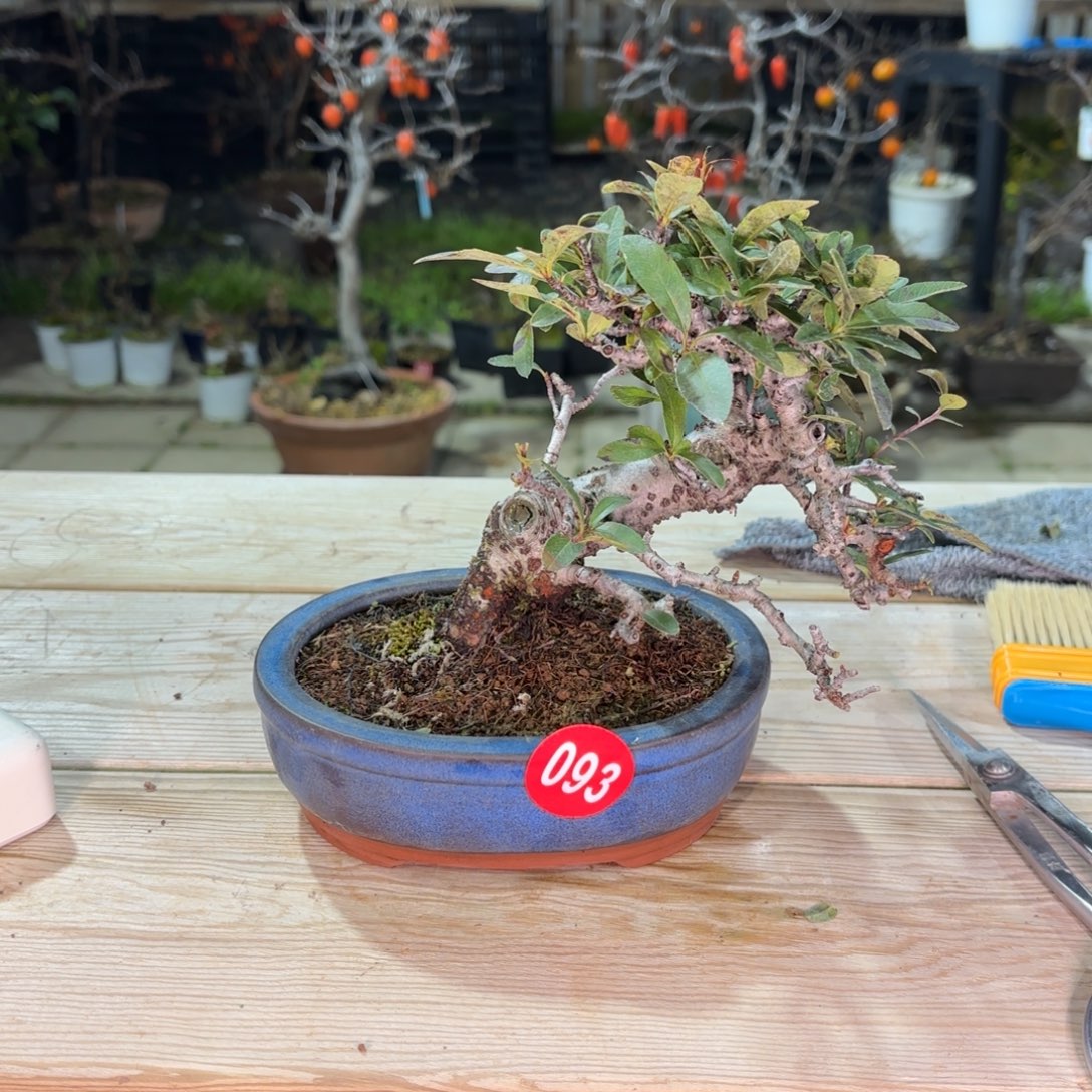 9***9全场盆景093号包邮