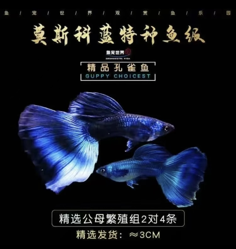 【大尾深蓝色蓝魔】6对12条（今日下单➕送3条母鱼）