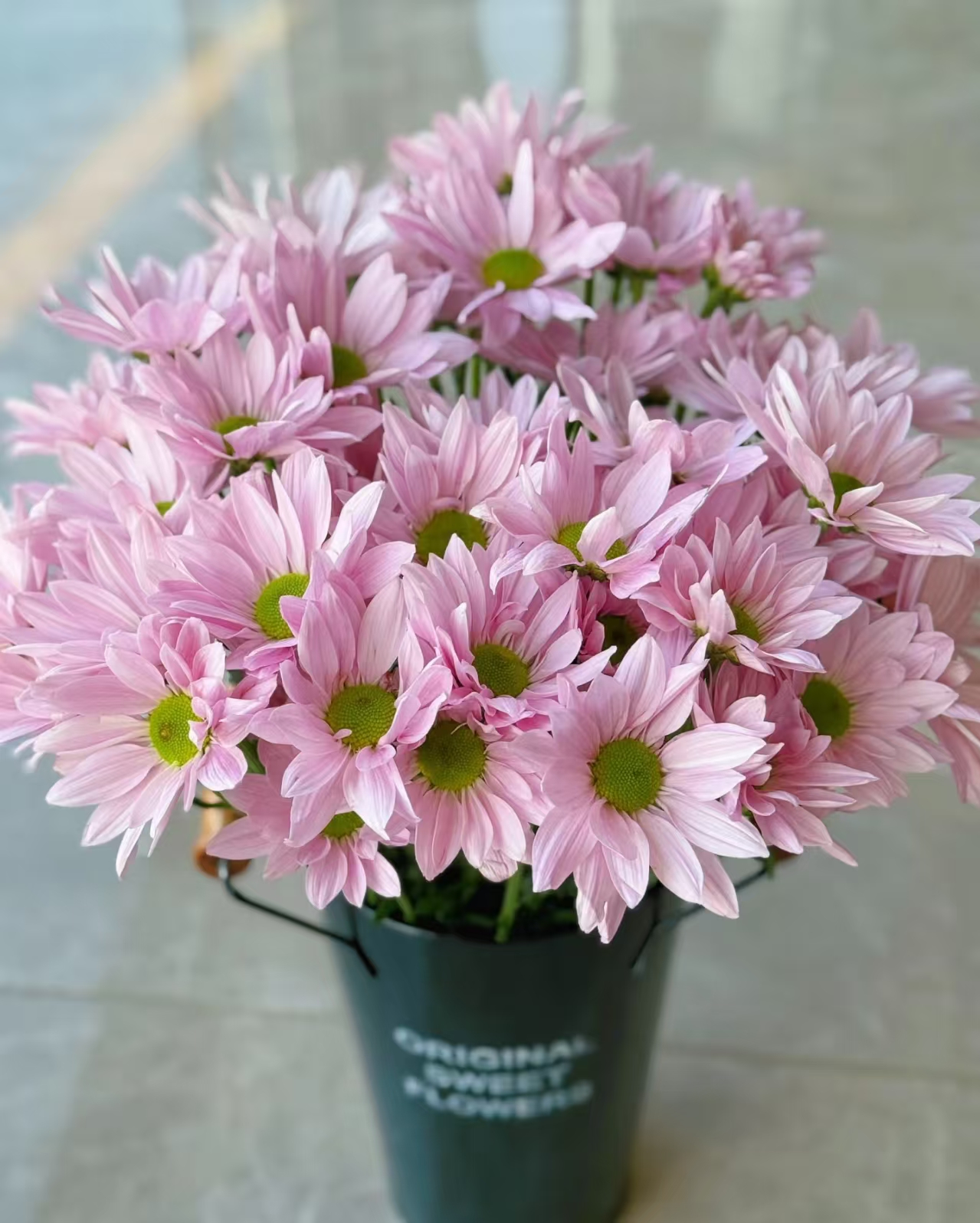 粉色三文鱼 小雏菊 任意2单发顺丰/德邦 云南鲜花直发