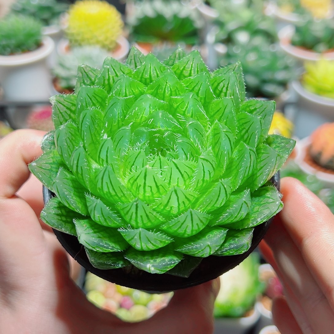 万象盆樱水晶多肉