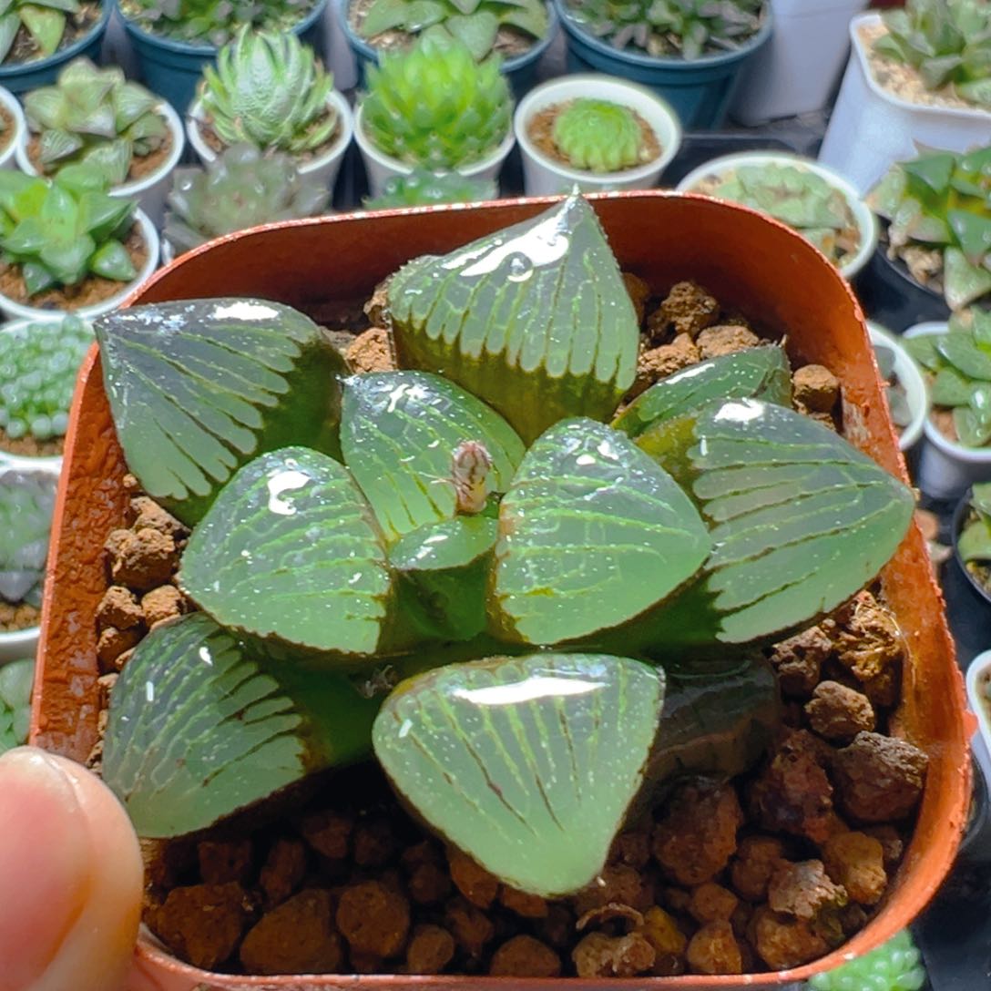 日月潭玉露多肉多肉一颗