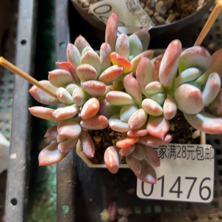 幸运儿是一位非常优秀我