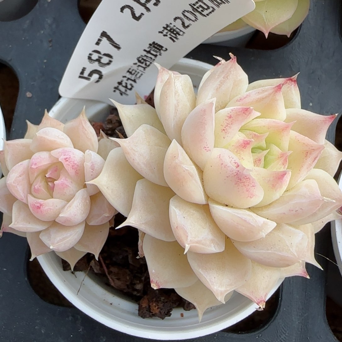 花语逸镜0208-587