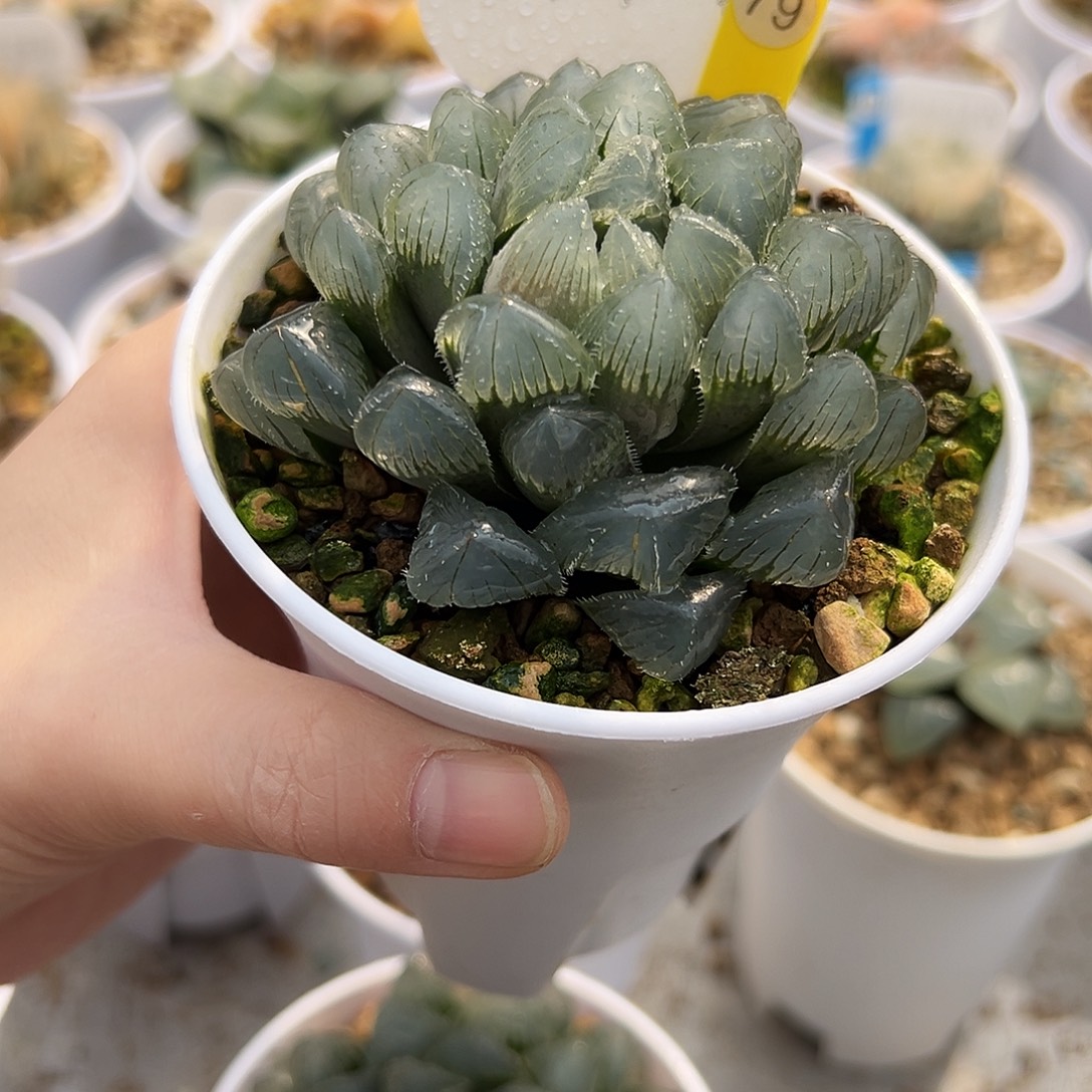 口***妹蓝镜赤线玉露11111111