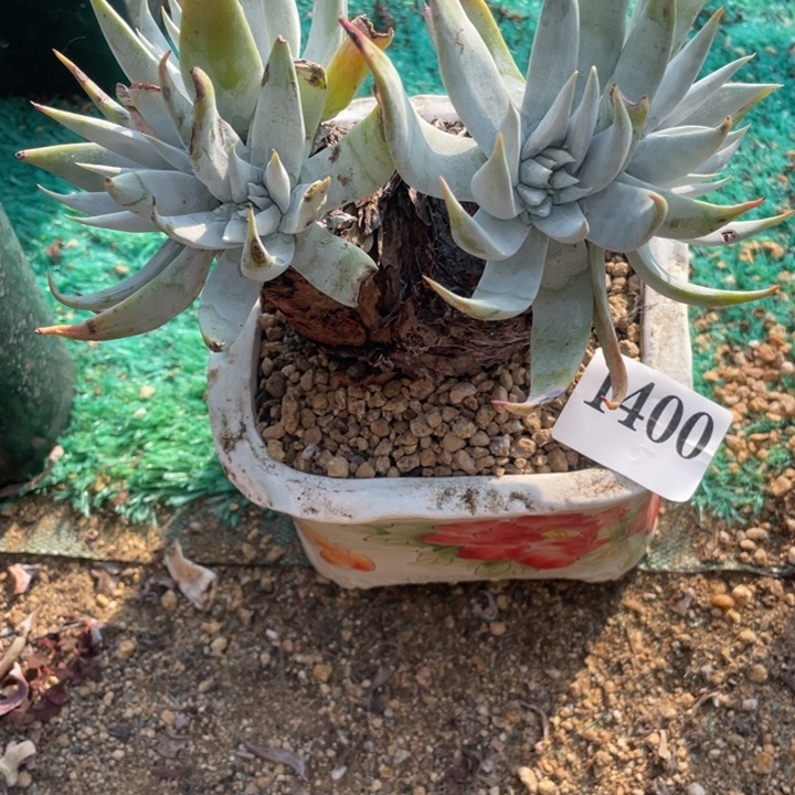 400号苹果叶雪山山东多肉