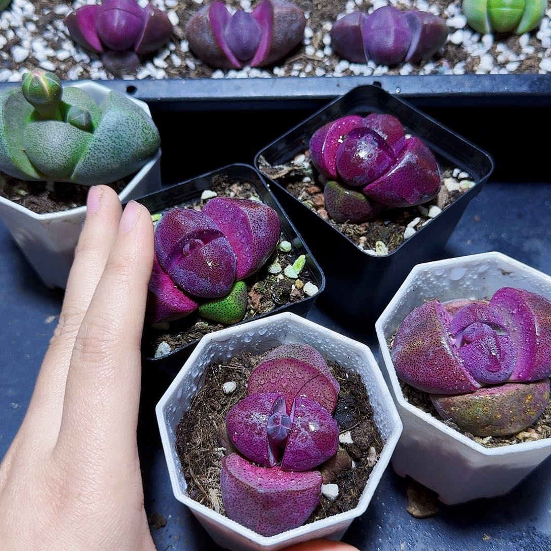 带花苞紫元宝一颗福利炸