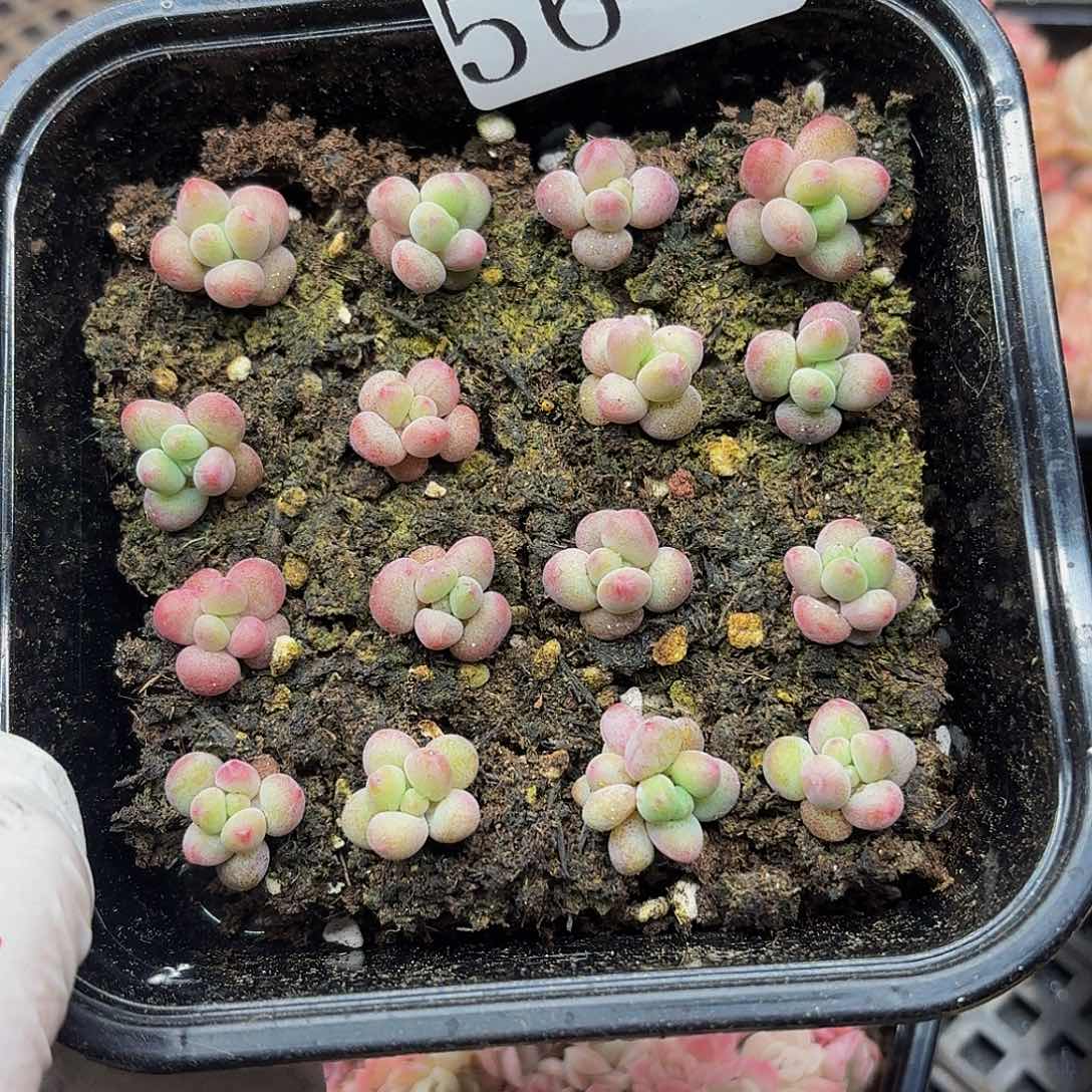 多肉植物多肉植物56