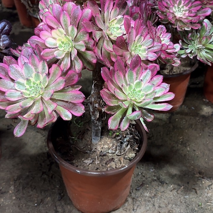 多肉植物维娜斯111