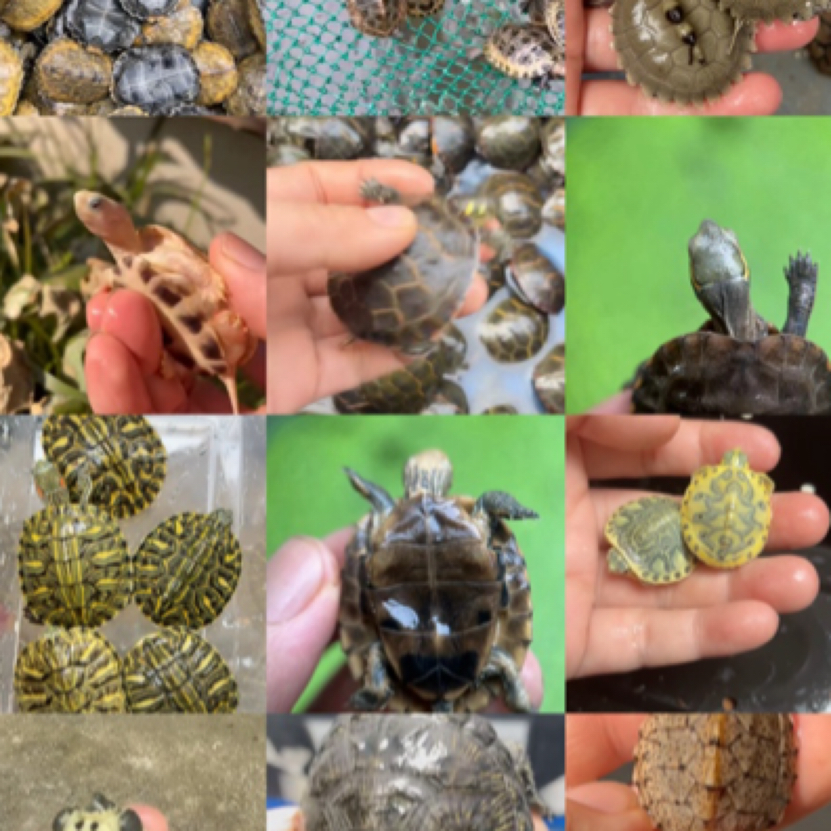 人工养殖 一物一拍乌龟水龟草龟锦龟蛋龟火焰直播链接