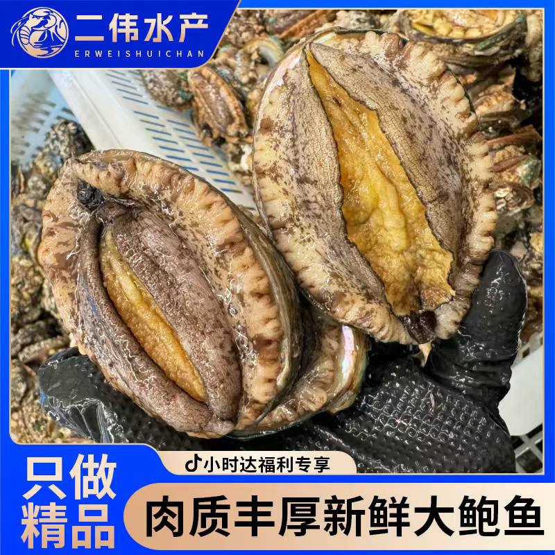 30只鲍鱼59.9带回家 