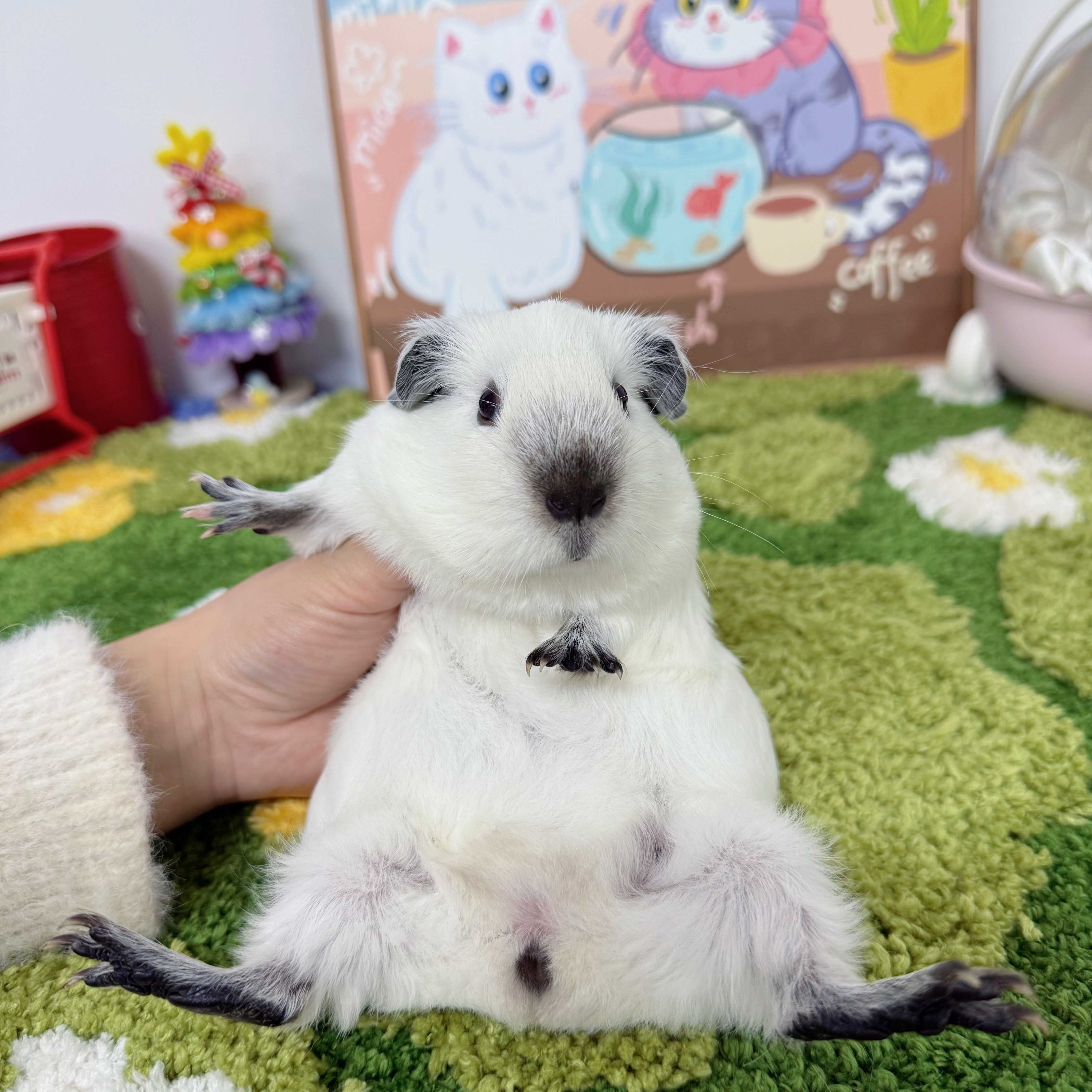 白加州妹妹顺丰包邮