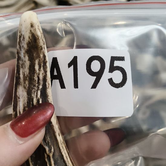 *****鹿角鹿角鹿角鹿角鹿角