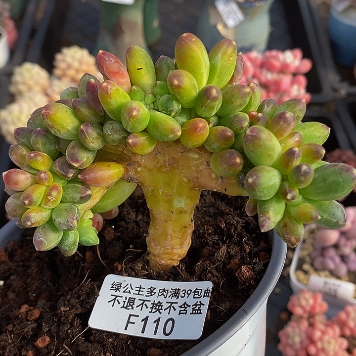 香蕉树缀10cm110多肉植物