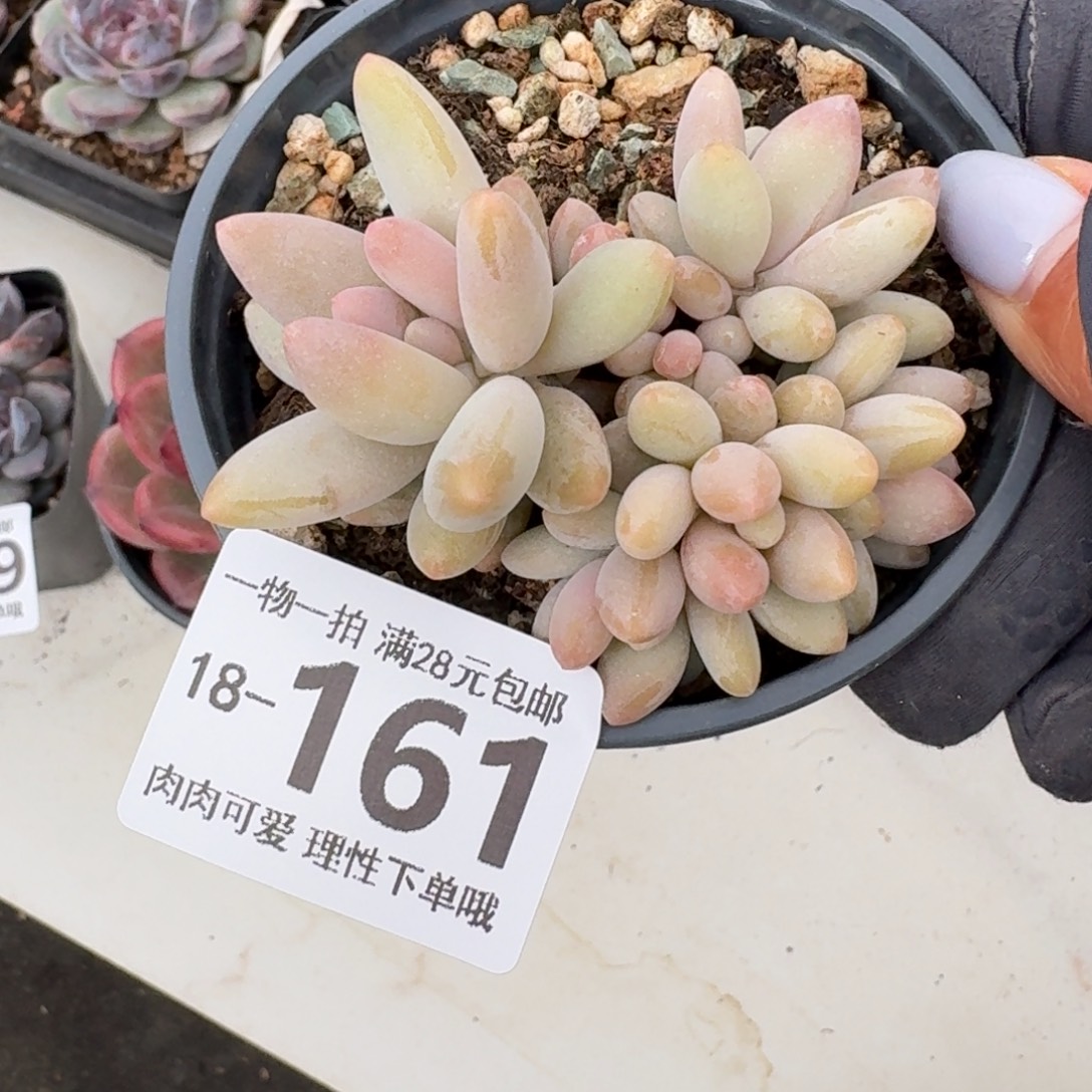 白兰地无盆土发货无