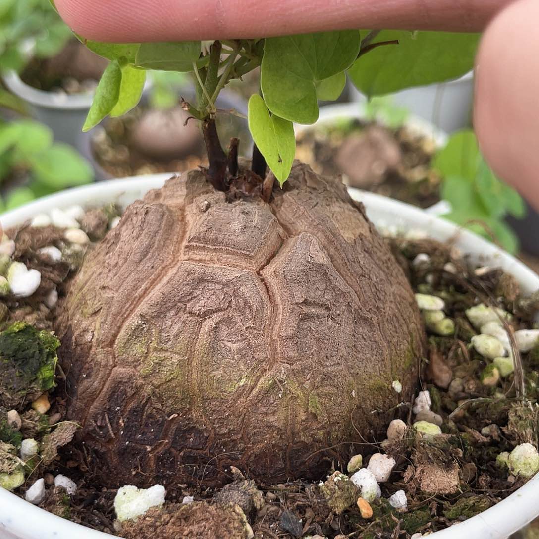 龟甲龙一物一拍546号7cm