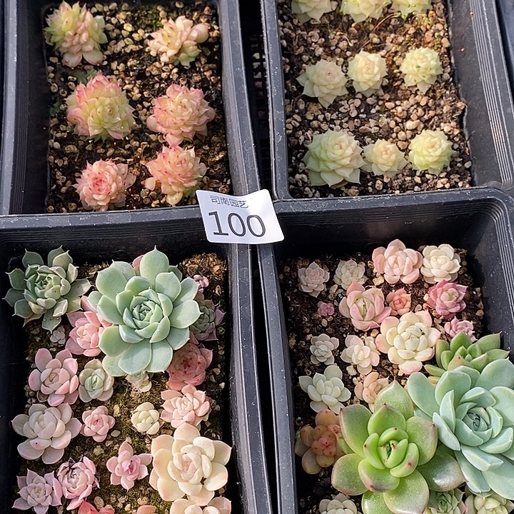 100 多肉植物盆栽花卉