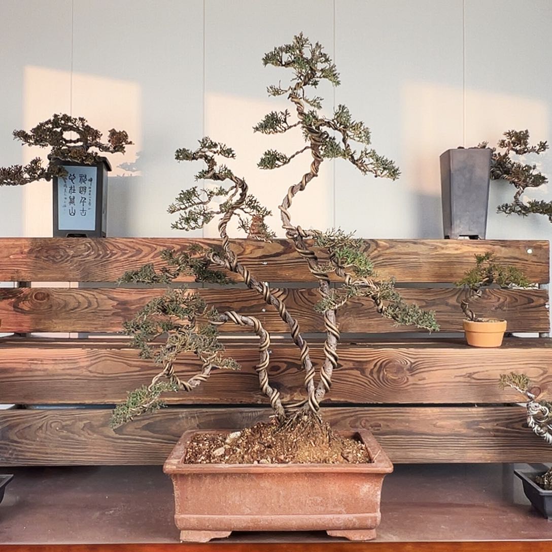 无花朵三杆原生济州真柏