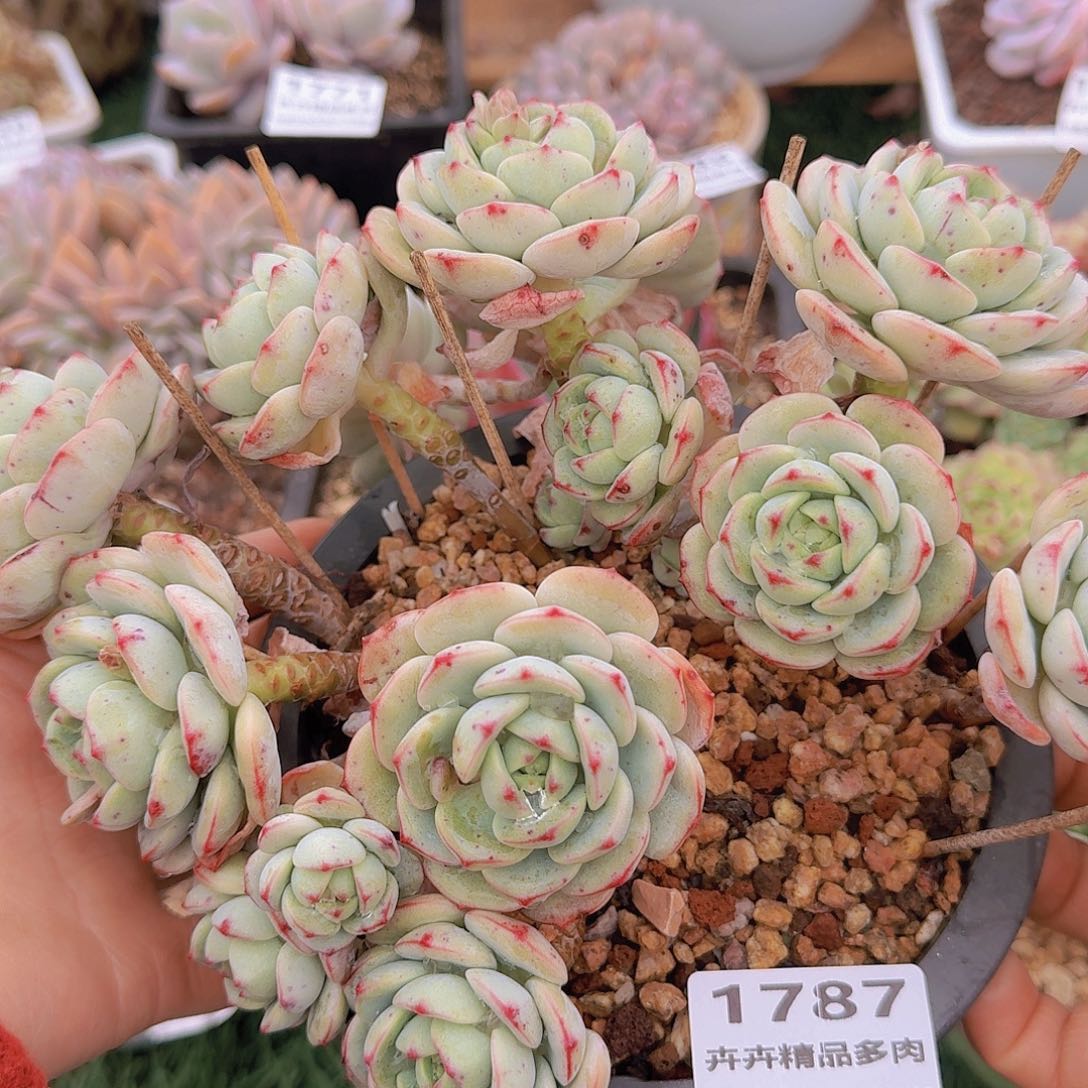 1787一物一拍（满28包邮）