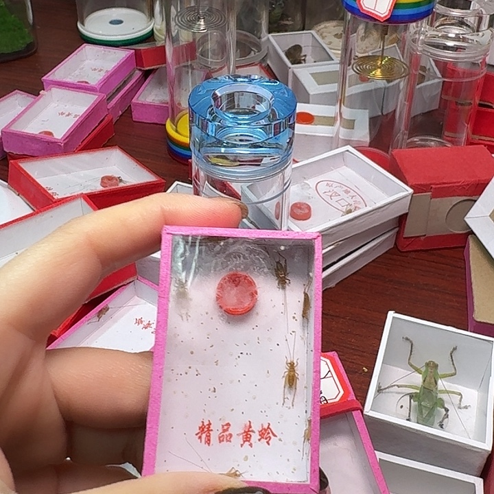 盘***机蟋蟀一条小黄龄。         