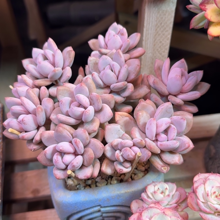 甄舞多肉植物gghjjjb