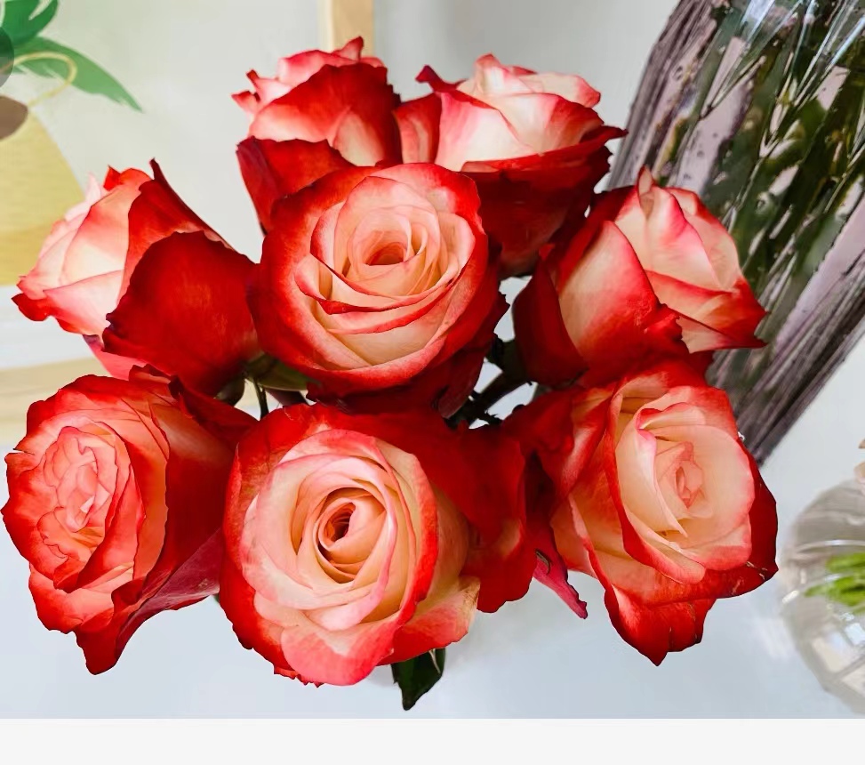 法尔法拉中苗浓香月季