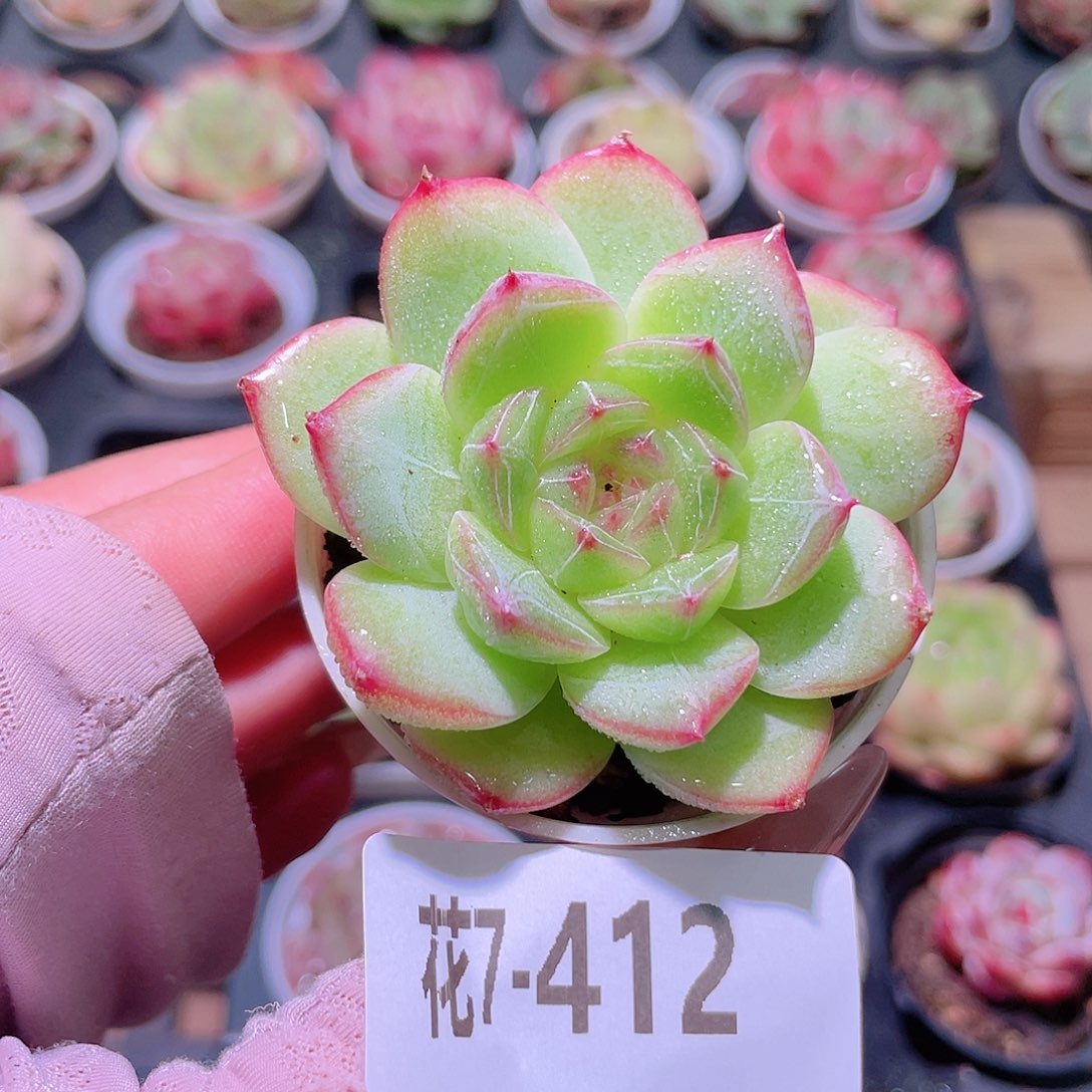 花利美7-412新品单头