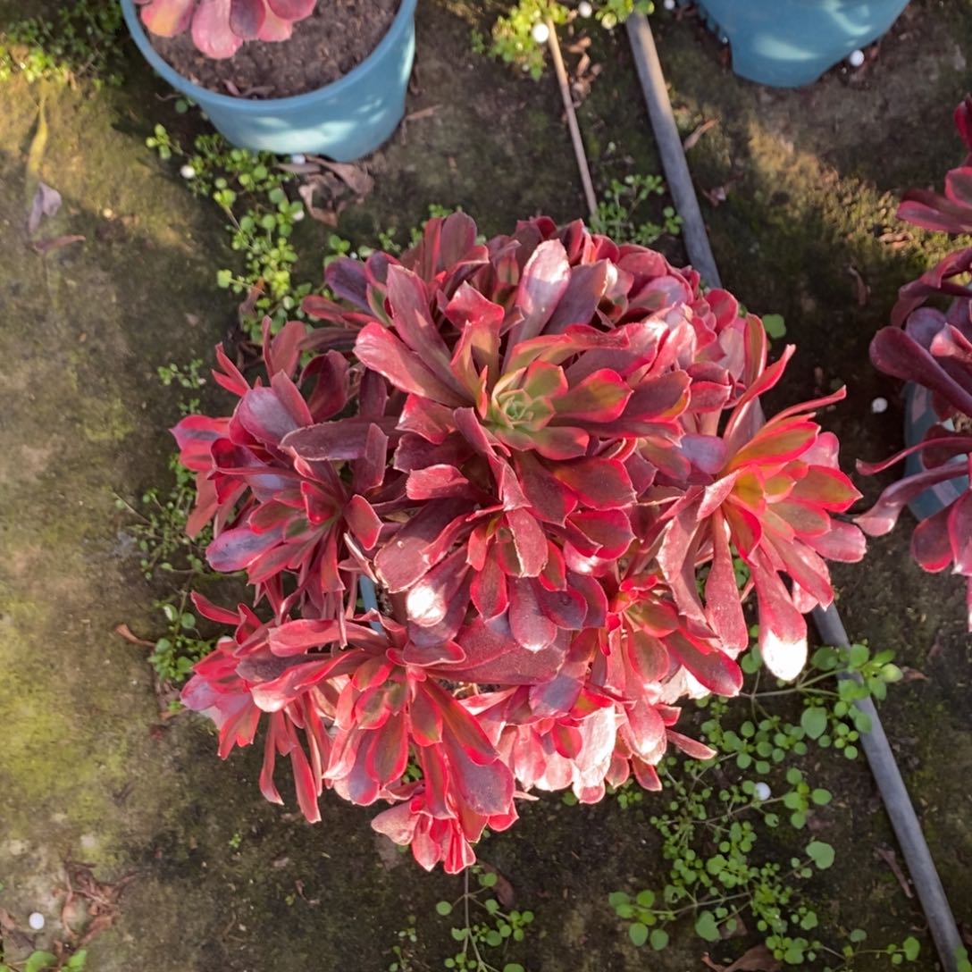 不开花植物蒙娜丽莎多肉1颗