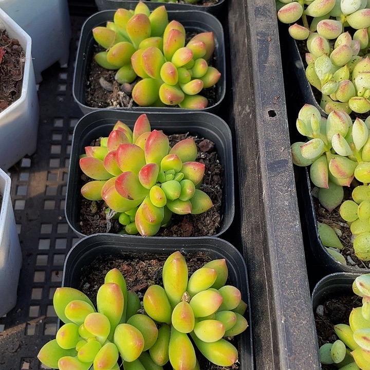 双头春萌带盆土发货