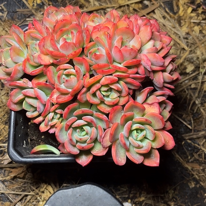 玛***雅多肉植物甜橙朵朵