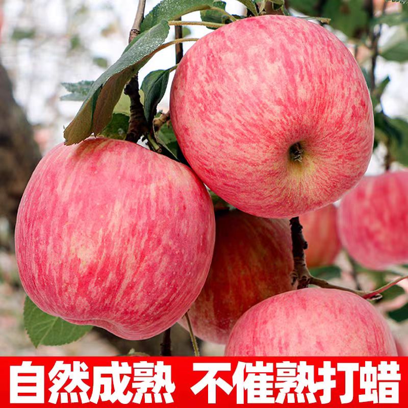 山东红富士-苹果原产地直发新鲜水果脆甜多汁薄皮苹果整箱