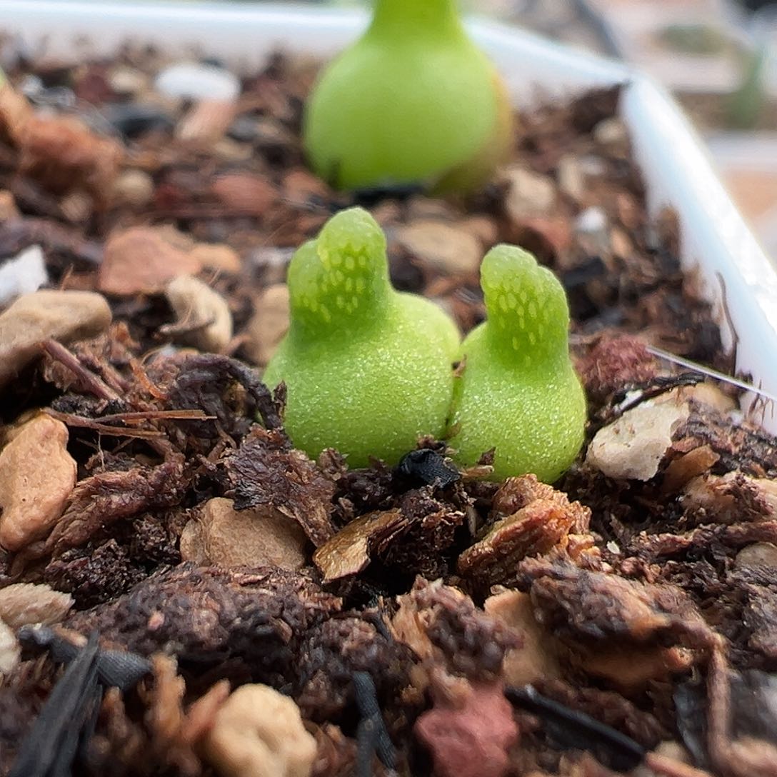 双头短啾啾小葫芦