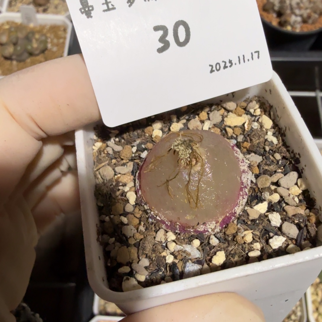 用***5多肉多肉多肉11.17-030