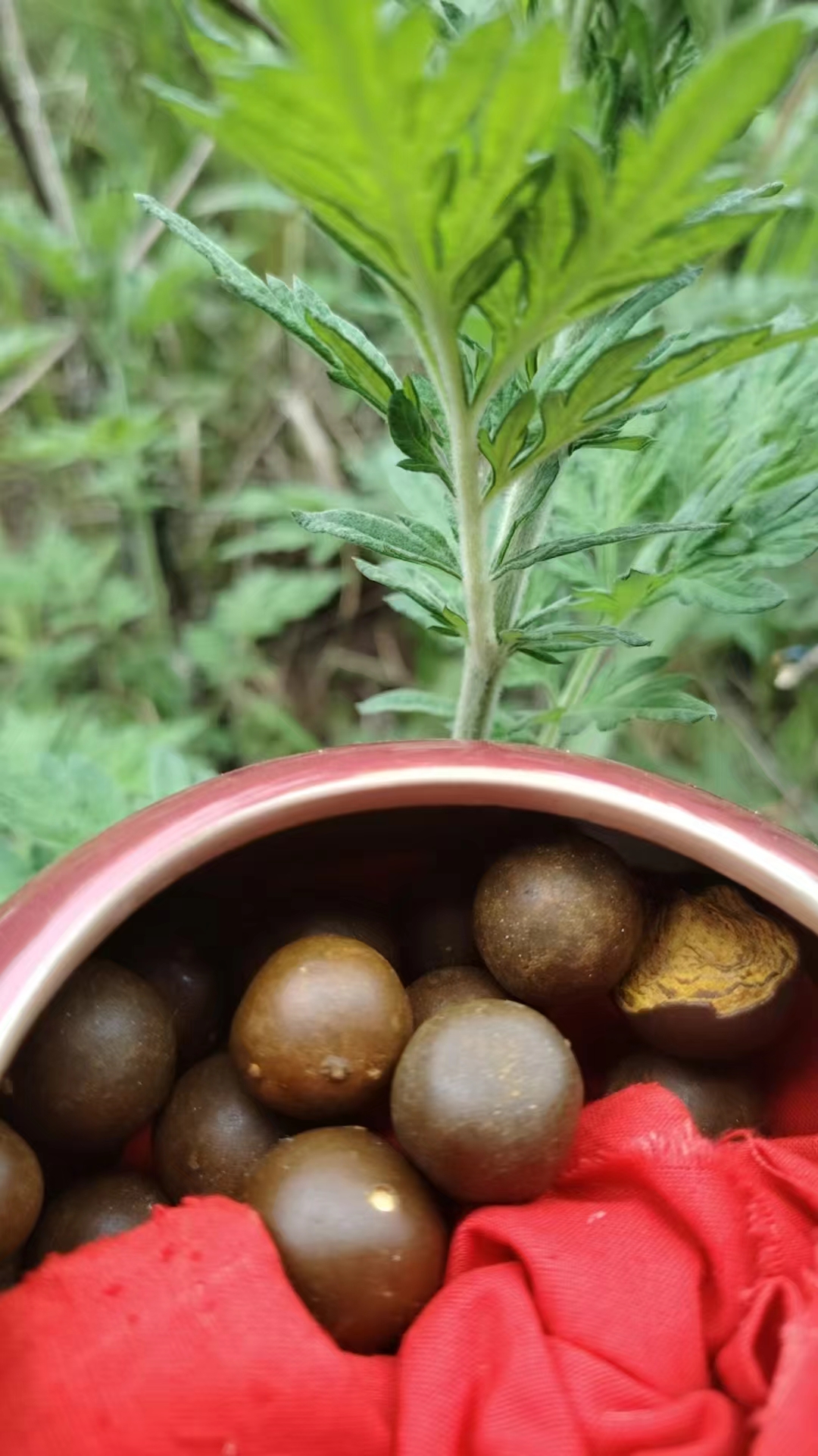 【C静静收山货】牛/葟土特产（整个）