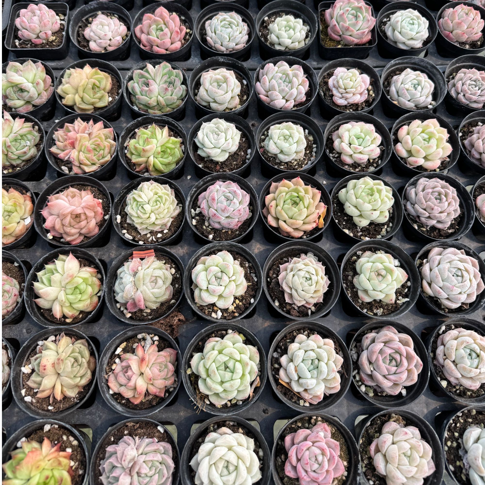 【团单拆4+拆1包，拆完奶一口】精品多肉阳台植物多肉