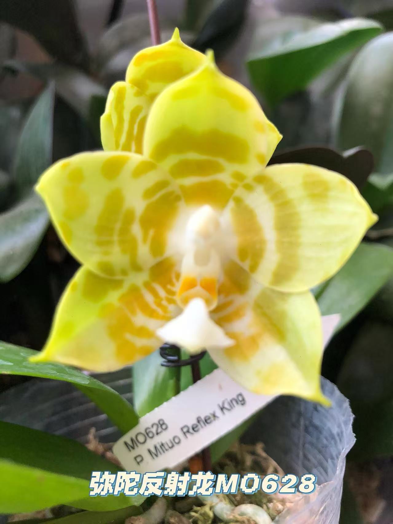 [弥陀反射王]4.5寸仅是苗超大棵壮苗盆栽室内花卉植物四季开花