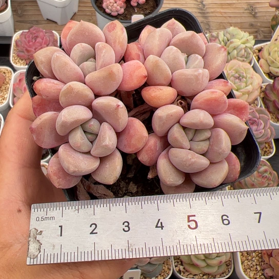 215 多肉植物组合盆栽