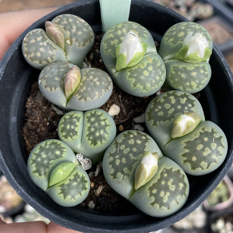 S093生石花绿孔雀母本整盆发货一物一拍8.5cm的盆