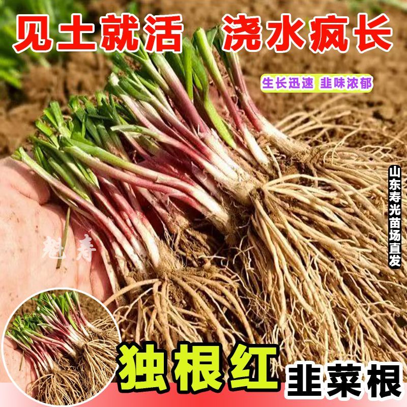 寿光独根红韭菜根宽叶细叶韭菜根新韭菜根大宽叶四季盆栽蔬菜苗