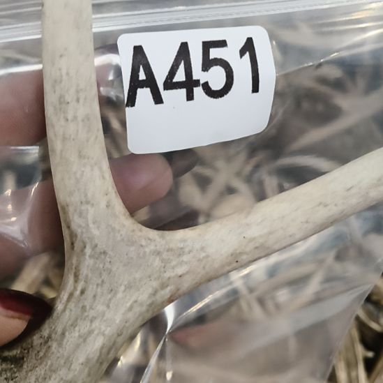 气***昂鹿角鹿角鹿角鹿角鹿角