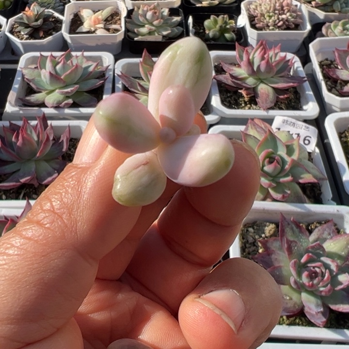 红手指拉丝锦多肉植物1850