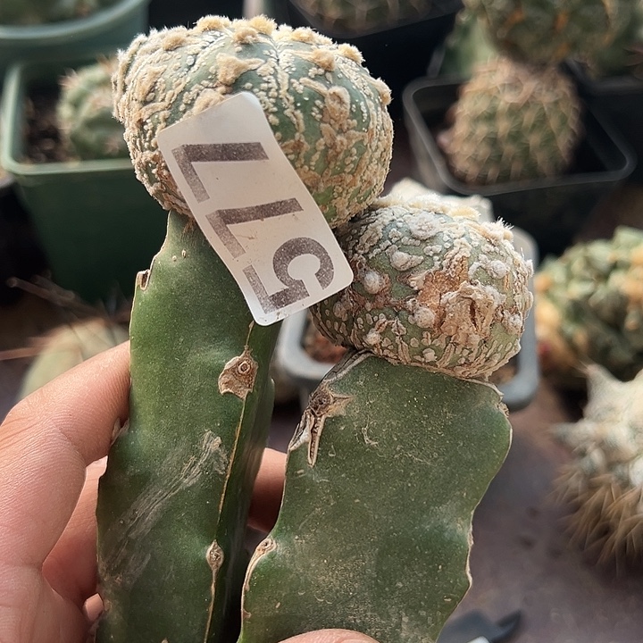 玉***577号仙人球开花了