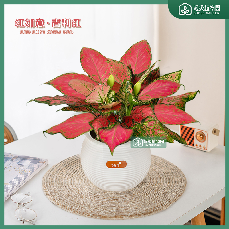 吉利红如意室内好养护办公桌面绿植红色观叶美观鲜活懒人盆栽