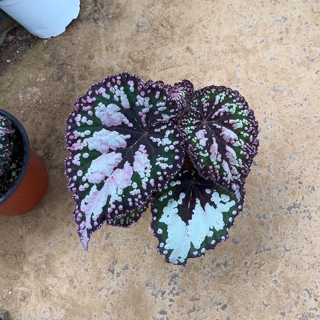 无花朵豆湖南秋海棠