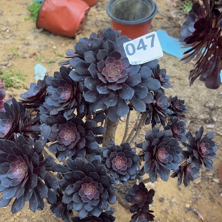 黑同微瑕多肉植物047