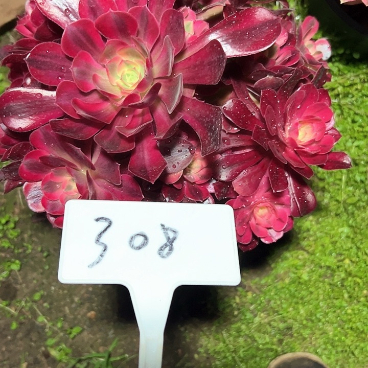 多肉植物美杜莎法师