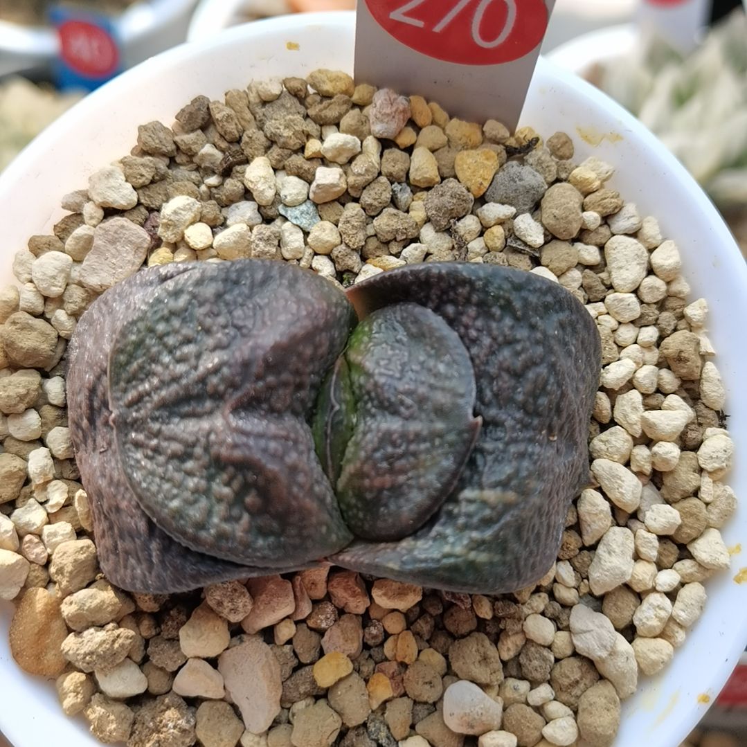 270号实生军配卧牛锦一物一拍带盆土发货