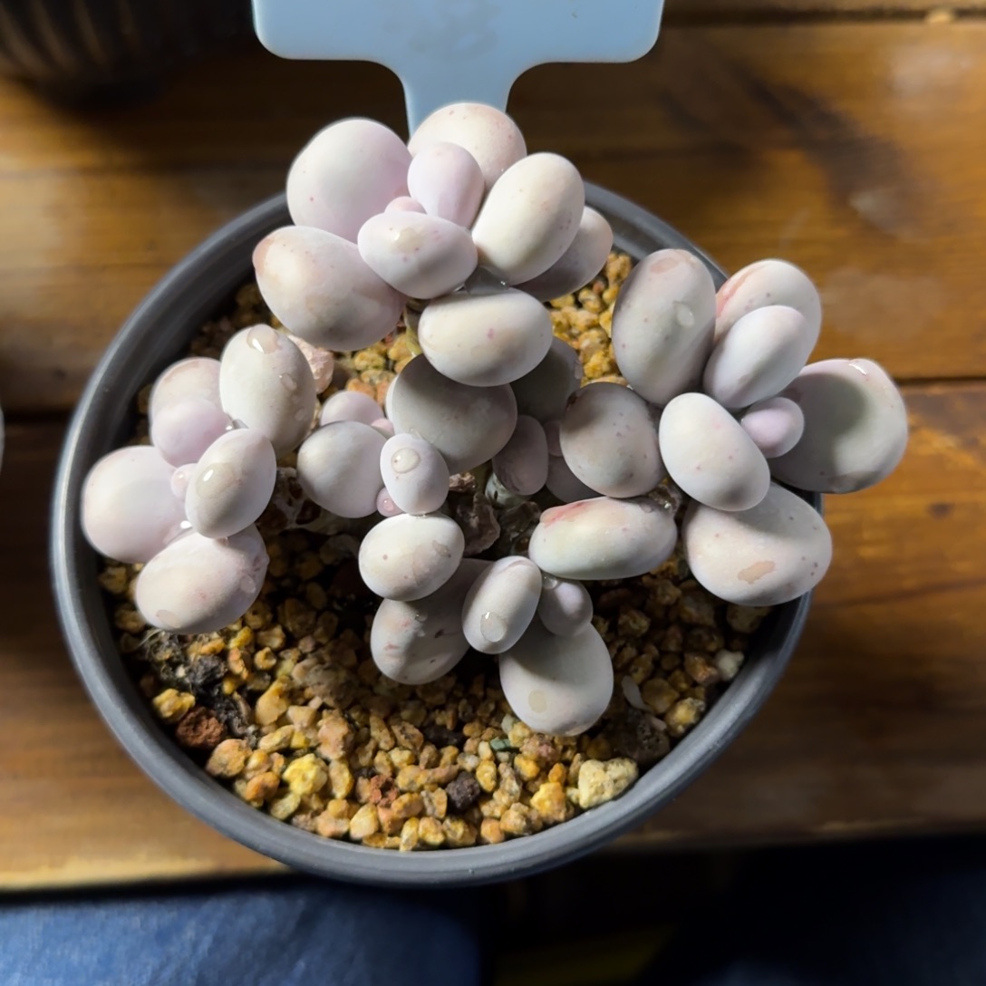 原始奶酪11111111111111